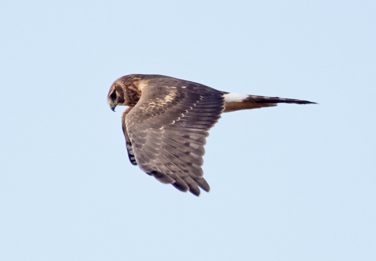 Northern Harrier - ML645573793