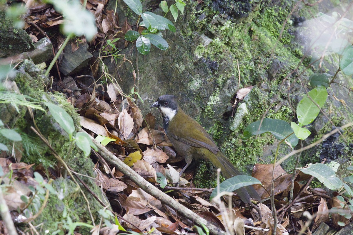 Eastern Whipbird - ML645573796