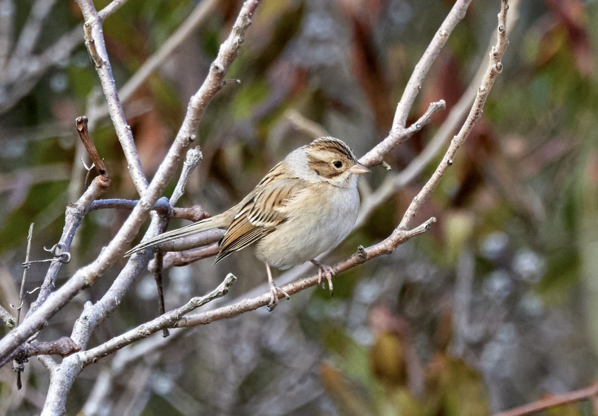 Clay-colored Sparrow - ML645573804