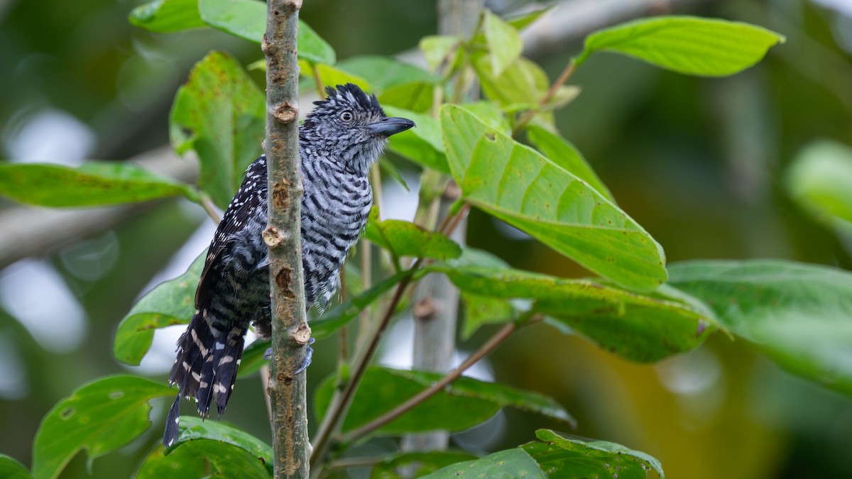 Barred Antshrike - ML645573805