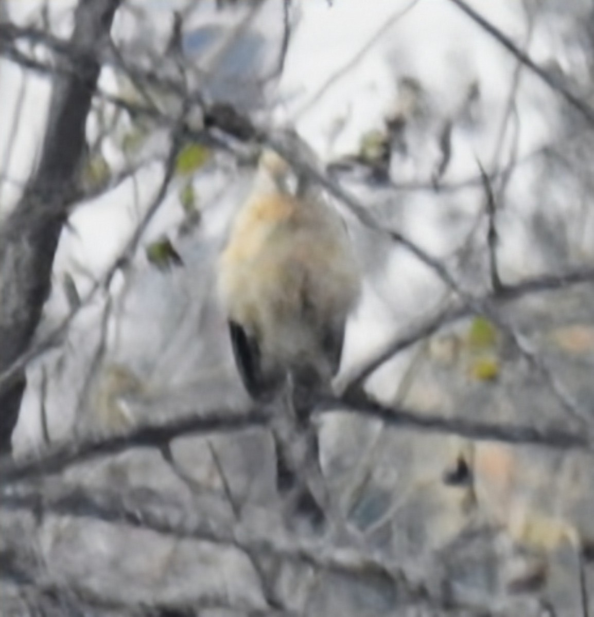 Yellow-headed Caracara - ML645573806