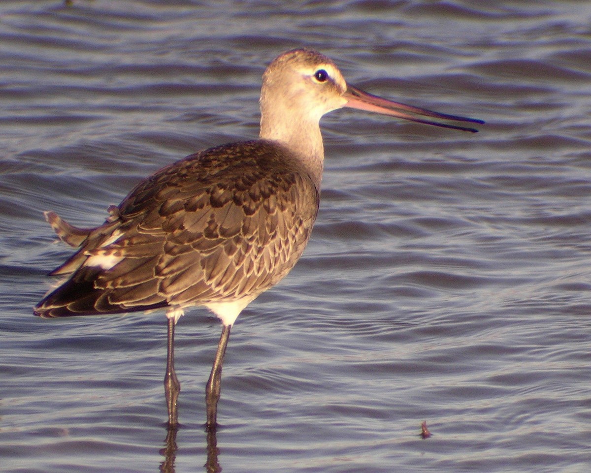 Hudsonian Godwit - Carole Rose