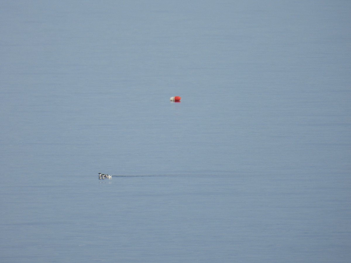 Marbled Murrelet - ML645573827