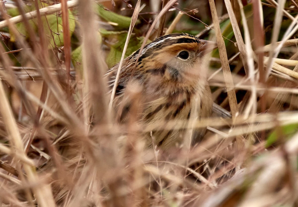 LeConte's Sparrow - ML645573829