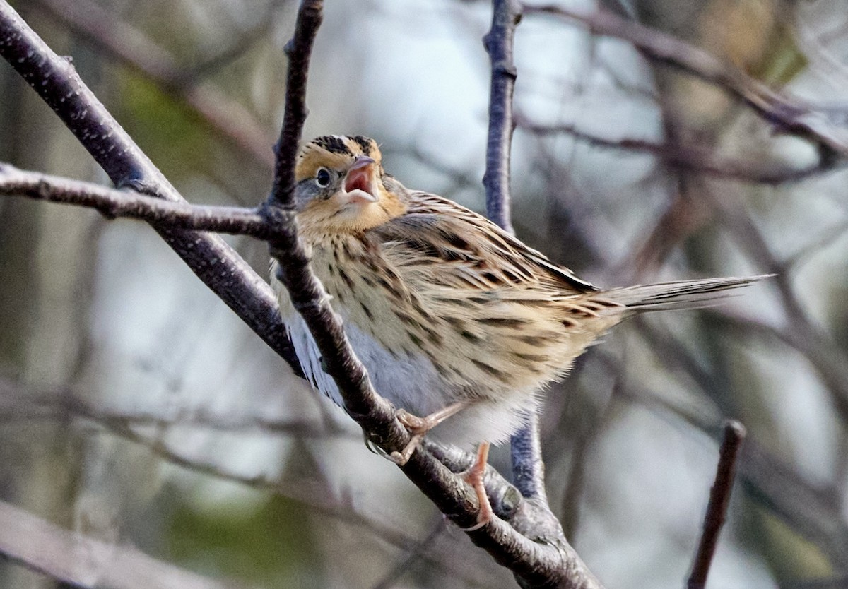 LeConte's Sparrow - ML645573830