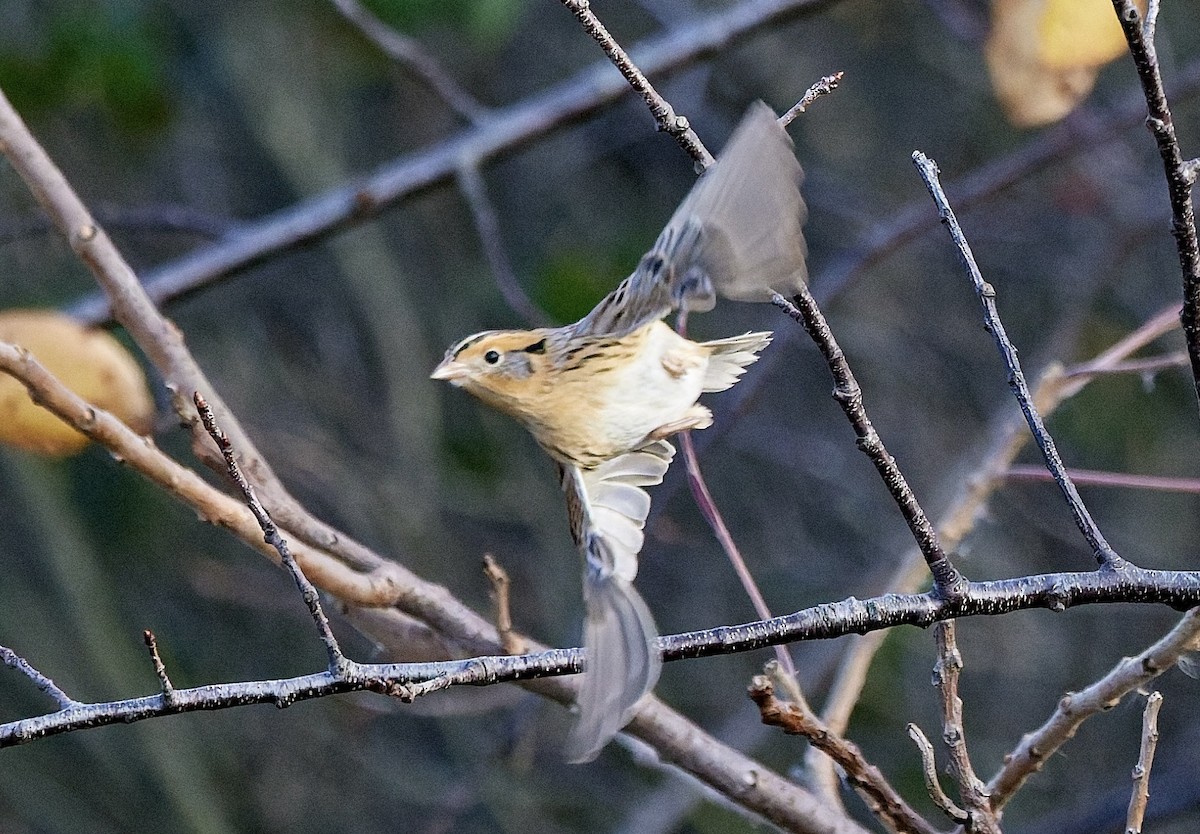 LeConte's Sparrow - ML645573831