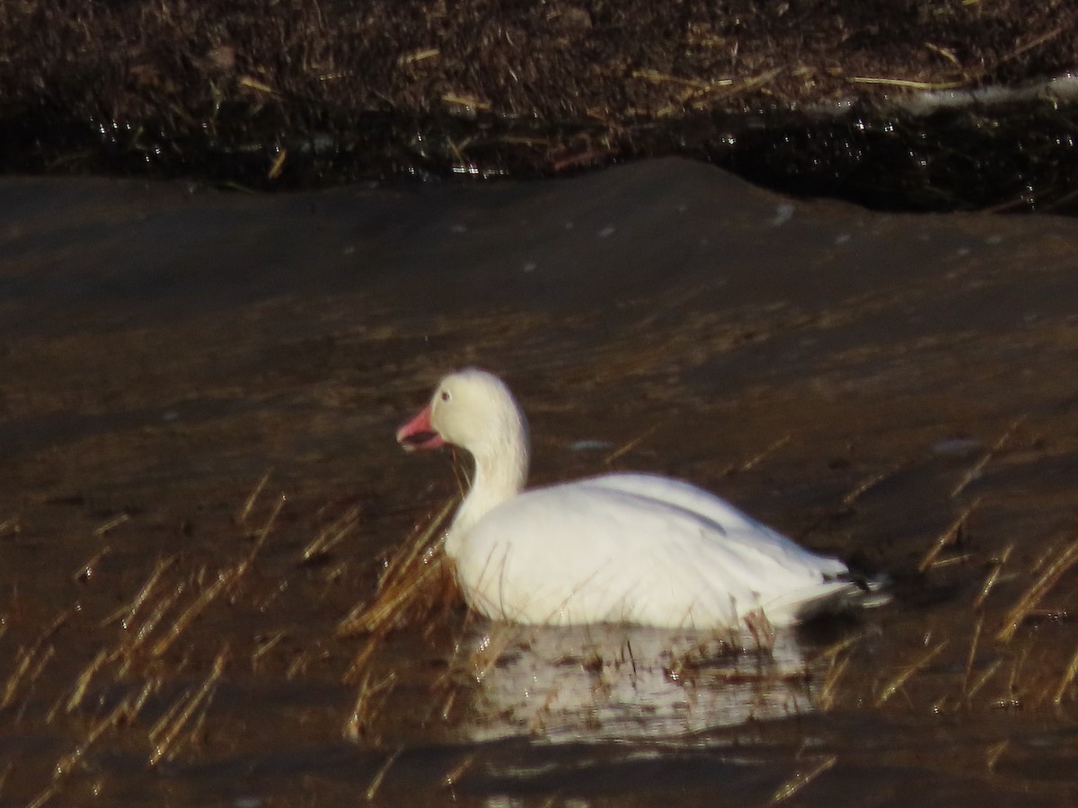 Snow Goose - ML645573835