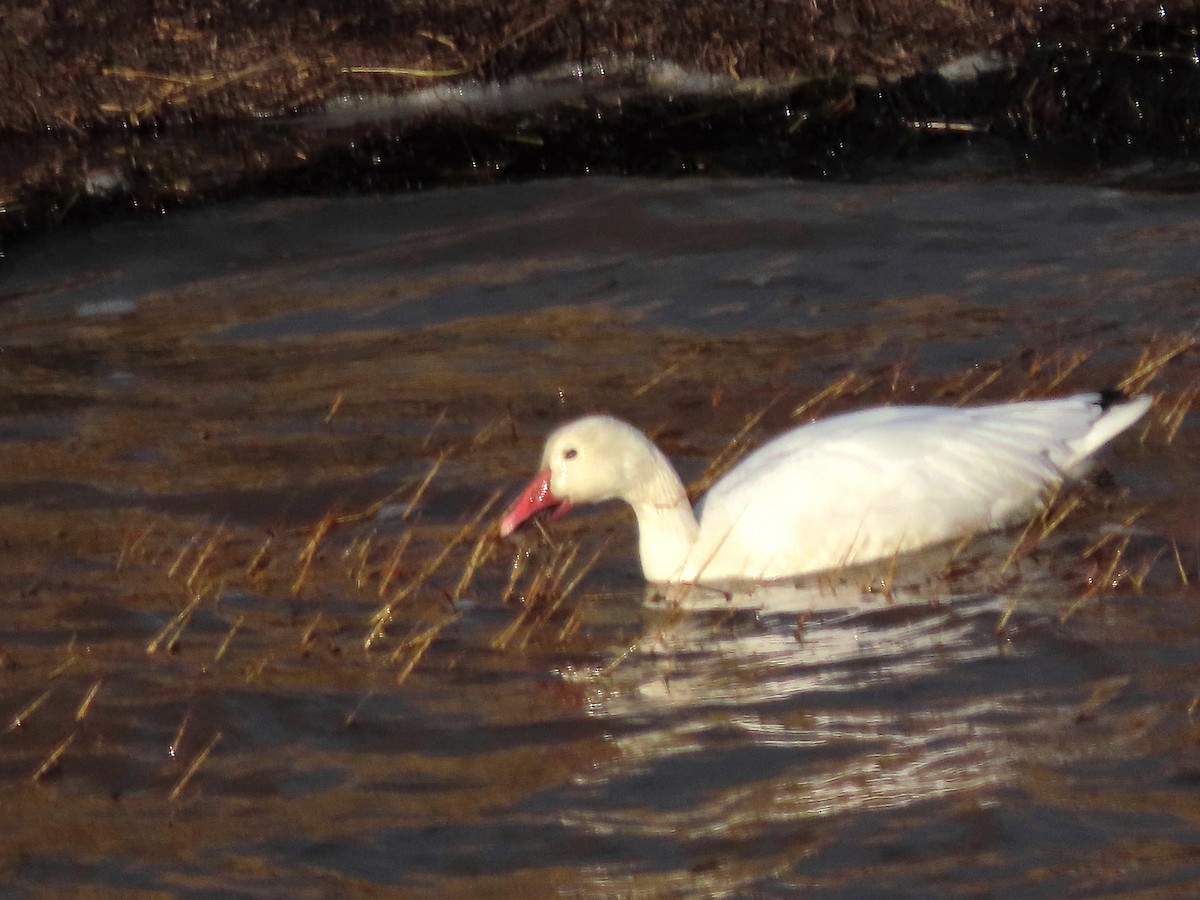 Snow Goose - ML645573836
