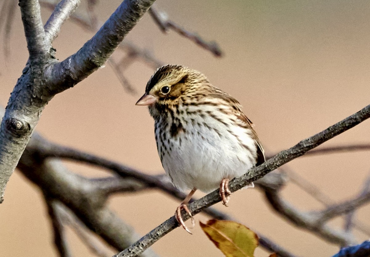 Savannah Sparrow - ML645573837