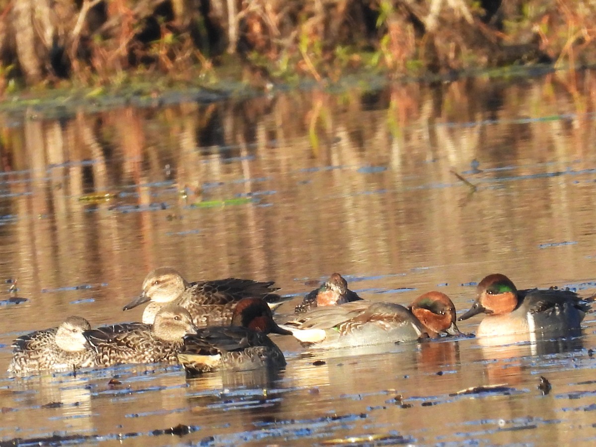 Green-winged Teal - ML645573842