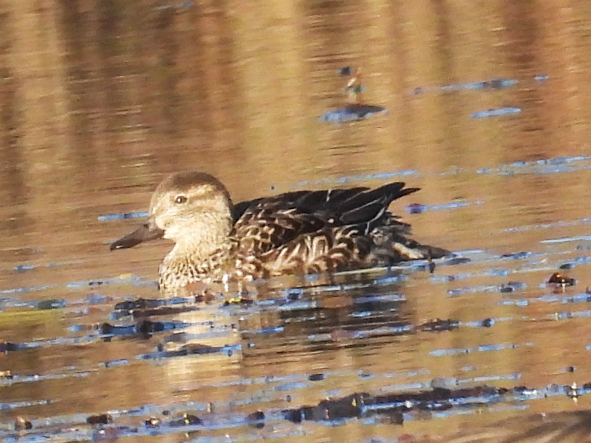 Green-winged Teal - ML645573846