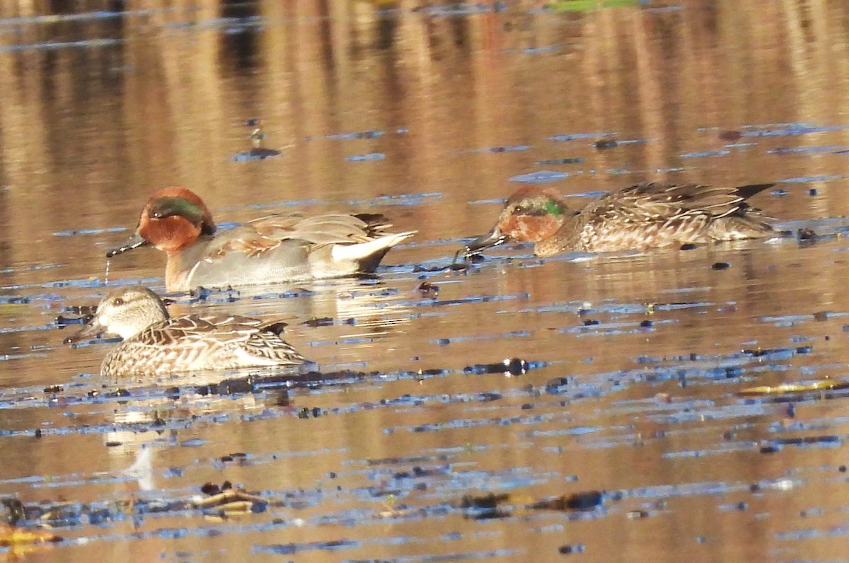 Green-winged Teal - ML645573850