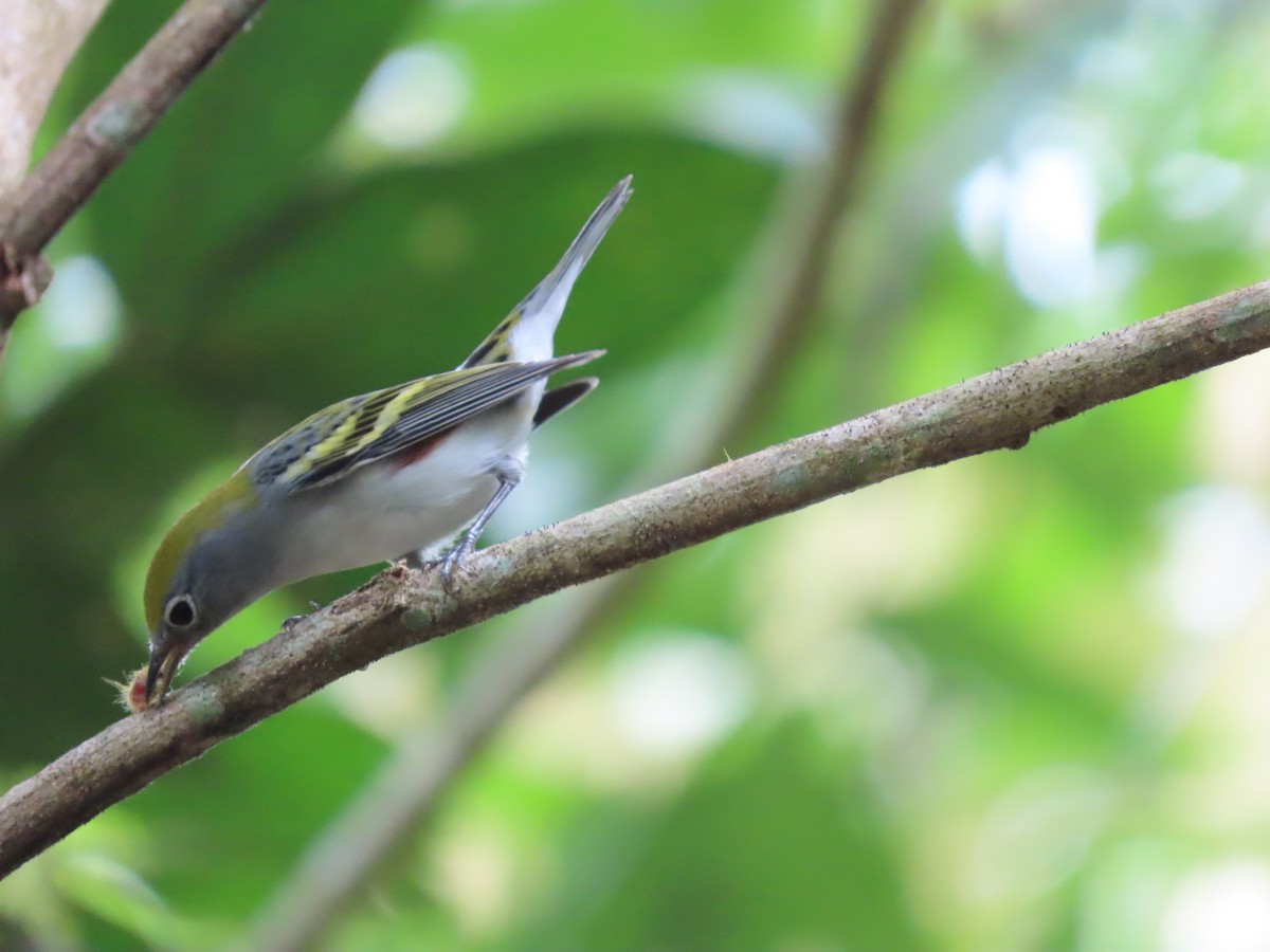 lesňáček rezavoboký - ML645573855