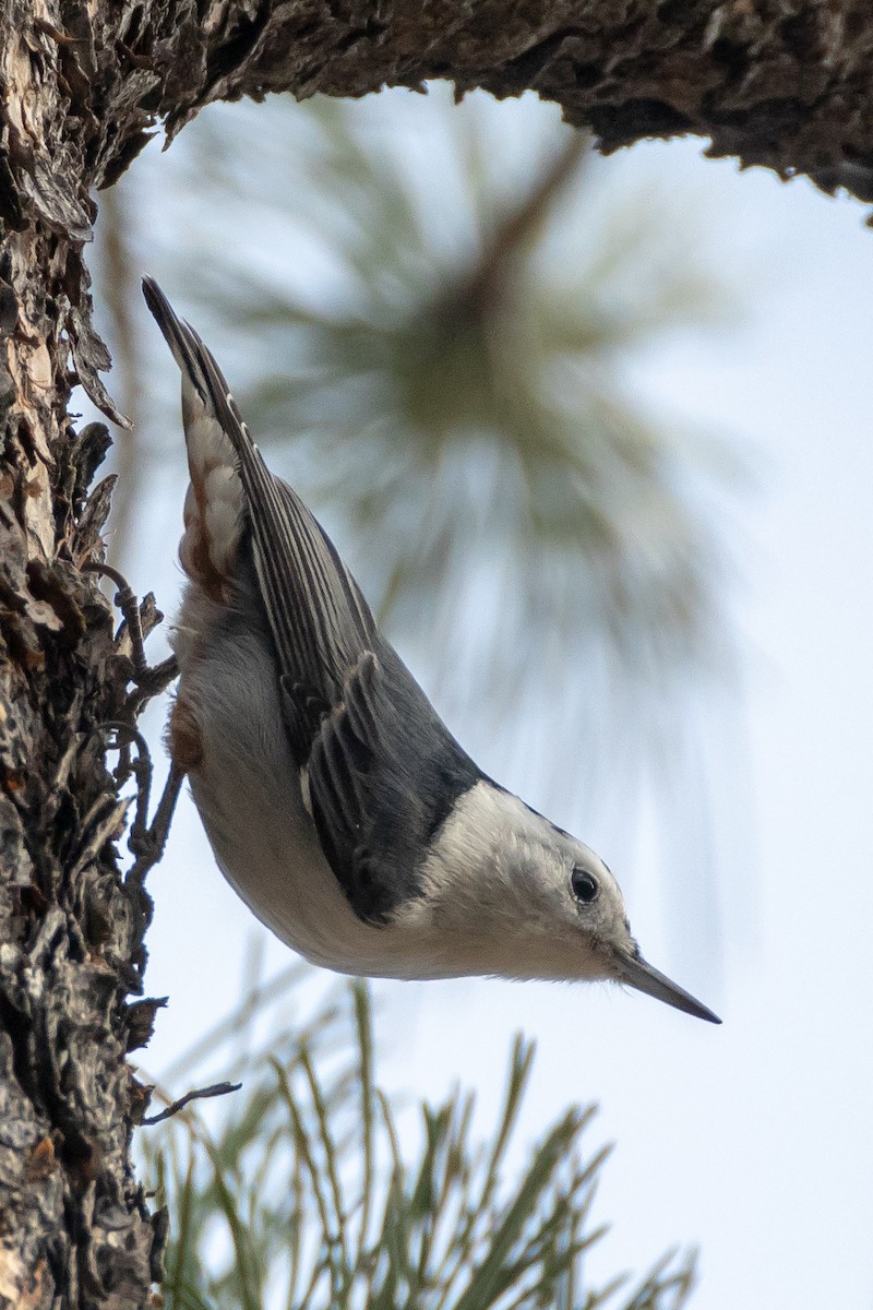 White-breasted Nuthatch - ML645573862