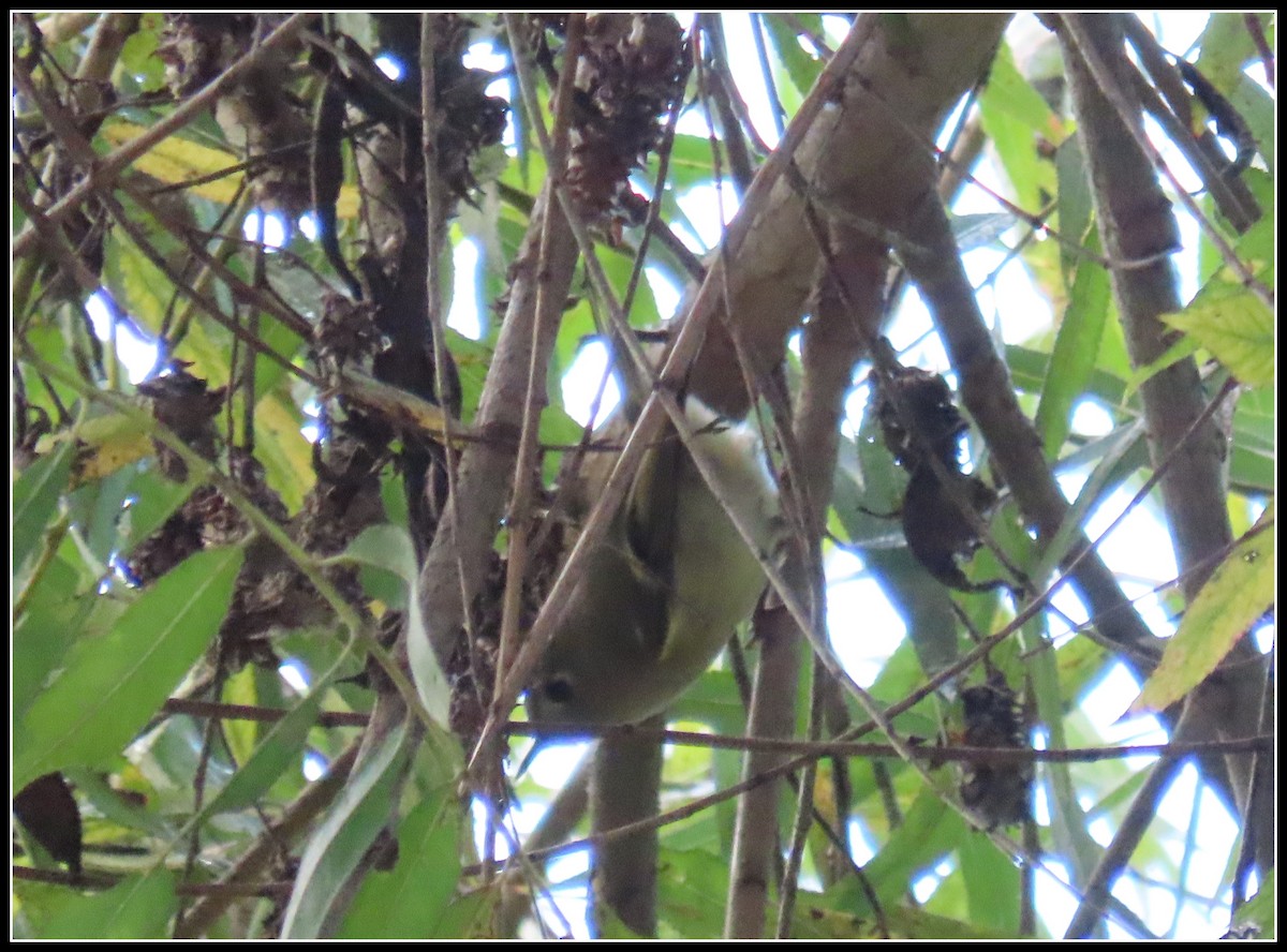 Ruby-crowned Kinglet - ML645573869