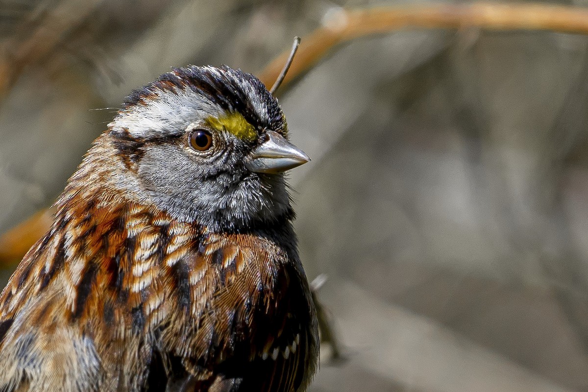White-throated Sparrow - ML645573870