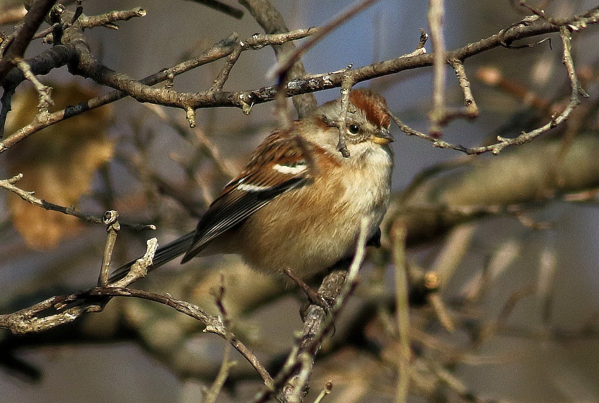 American Tree Sparrow - ML645573876
