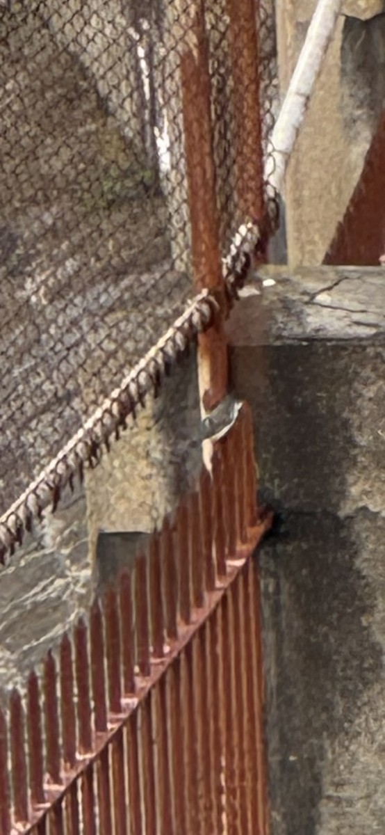 Eastern Phoebe - ML645573880