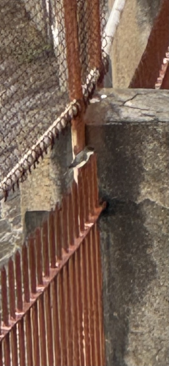 Eastern Phoebe - ML645573881