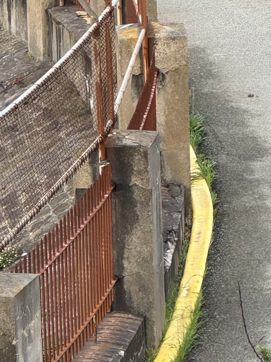 Eastern Phoebe - ML645573882