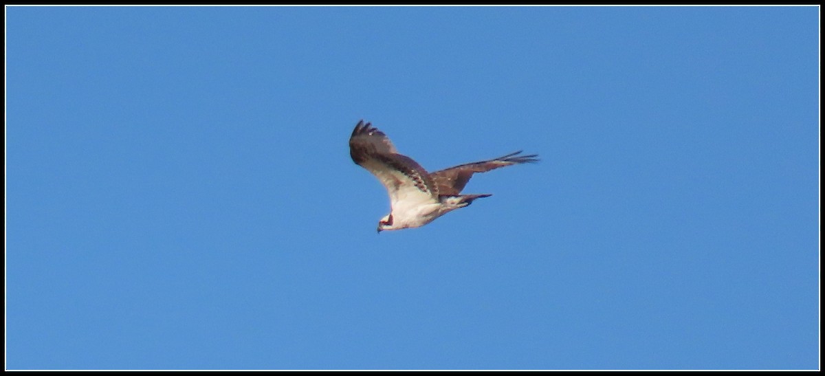 Osprey - ML645573886