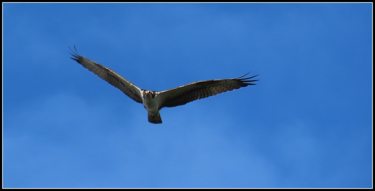 Osprey - ML645573887