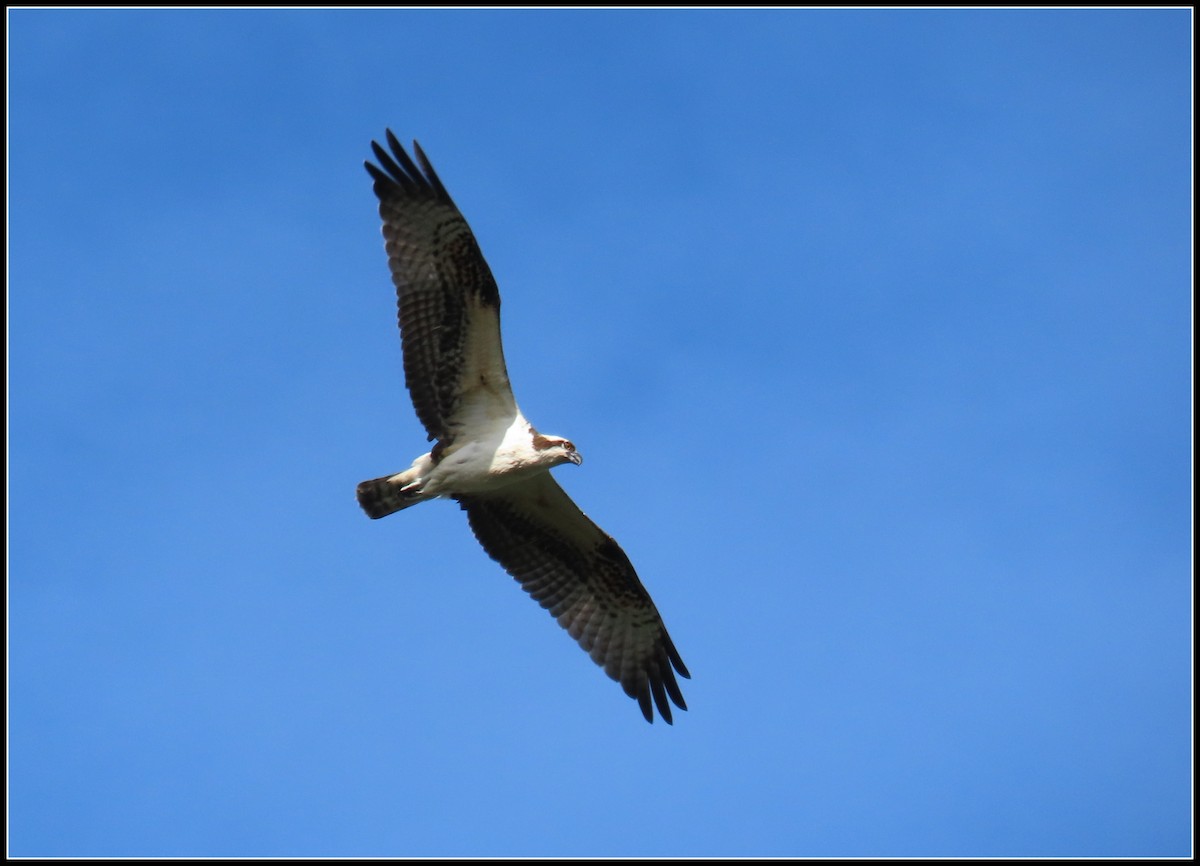 Osprey - ML645573888