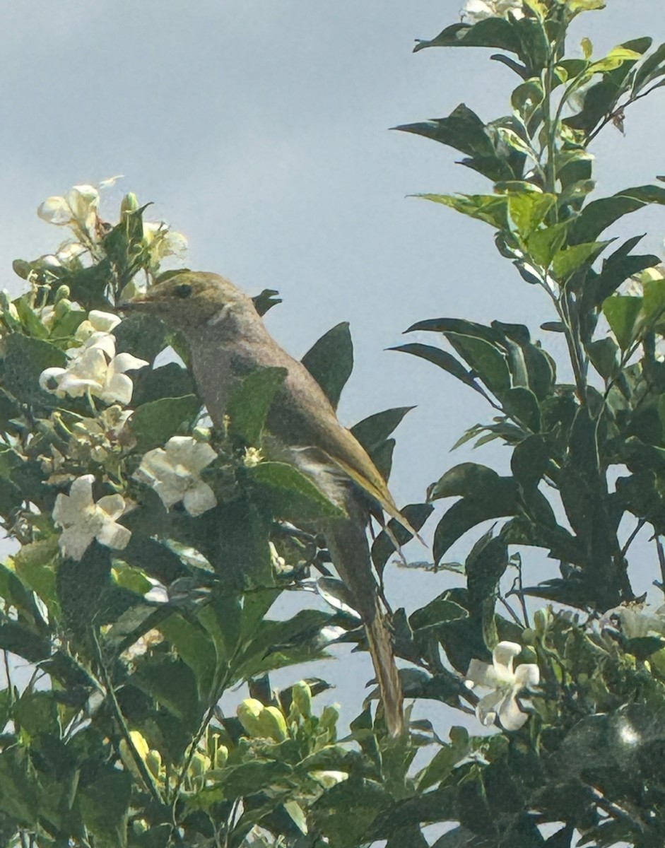 hvitsmykkehonningeter - ML645573892