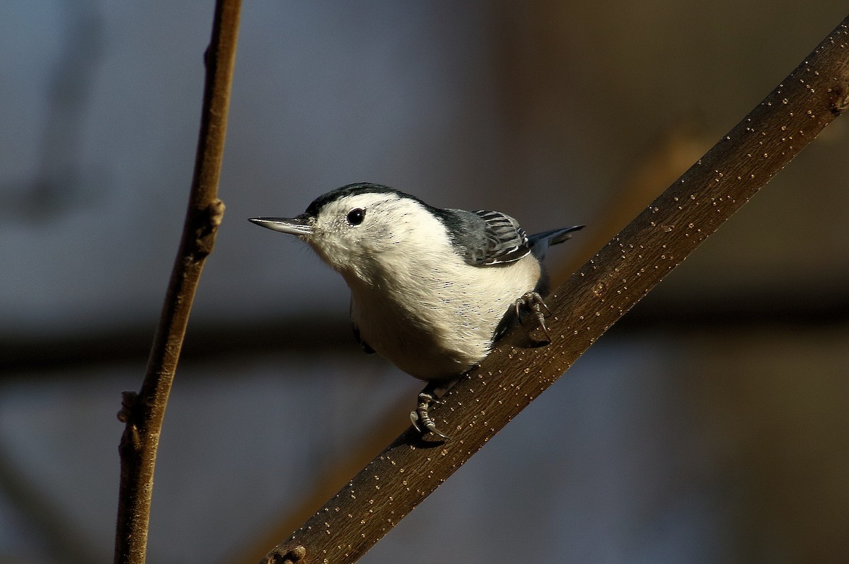 White-breasted Nuthatch - ML645573893