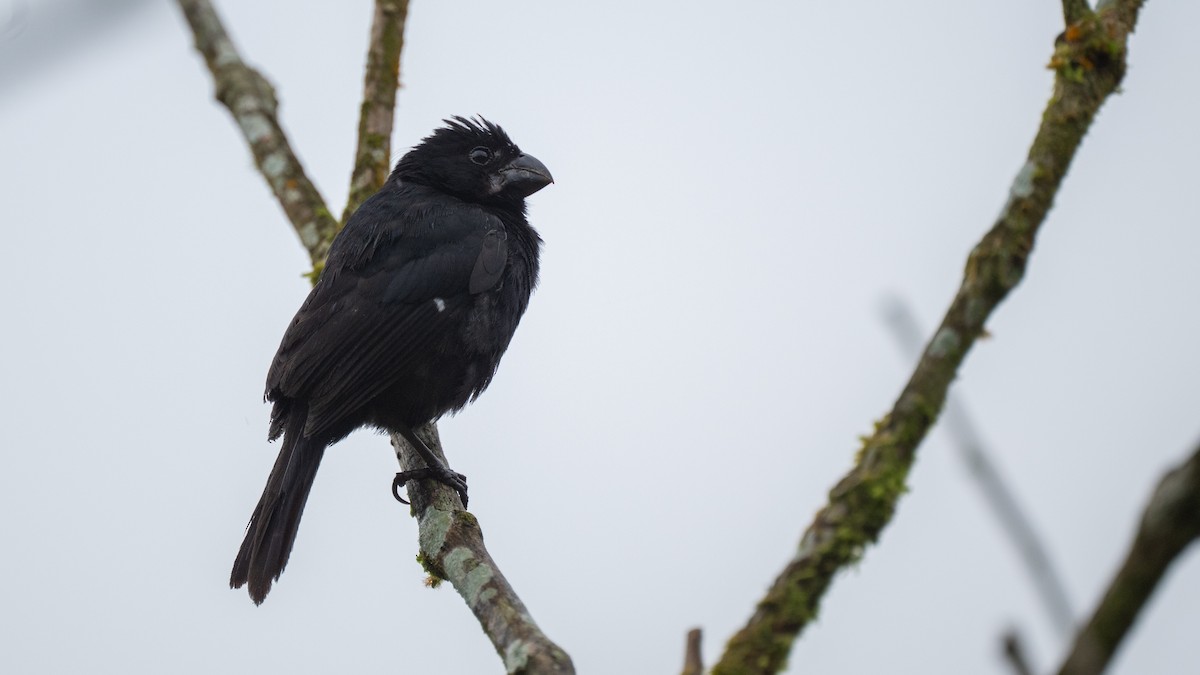 Variable Seedeater - ML645573900