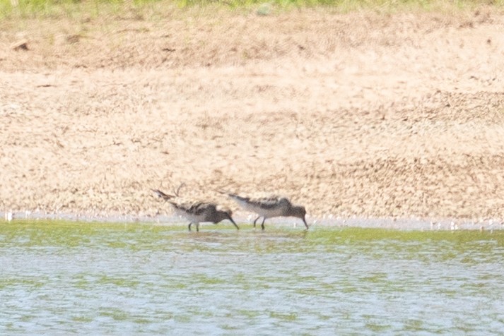 White-rumped Sandpiper - ML645573913