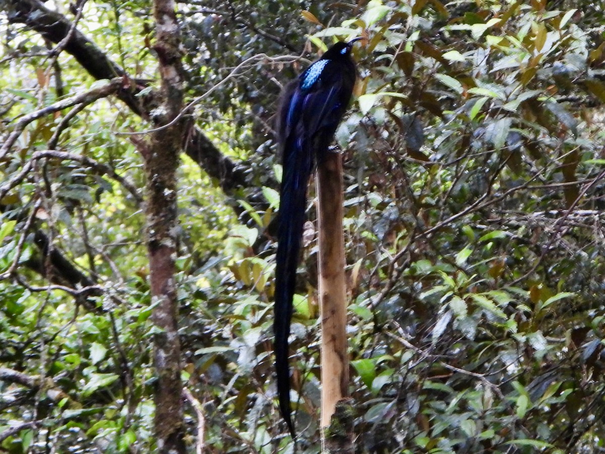 Black Sicklebill - ML645573926