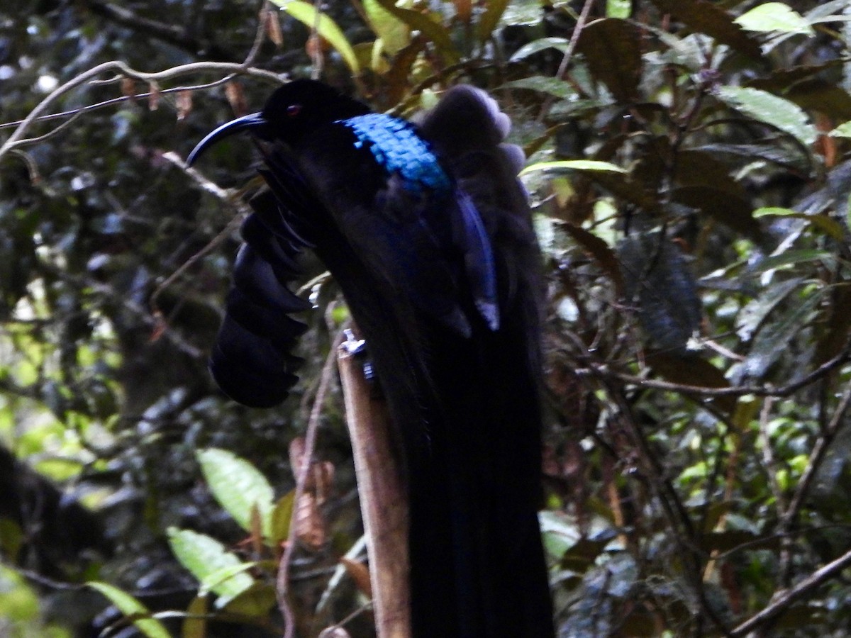 Black Sicklebill - ML645573927