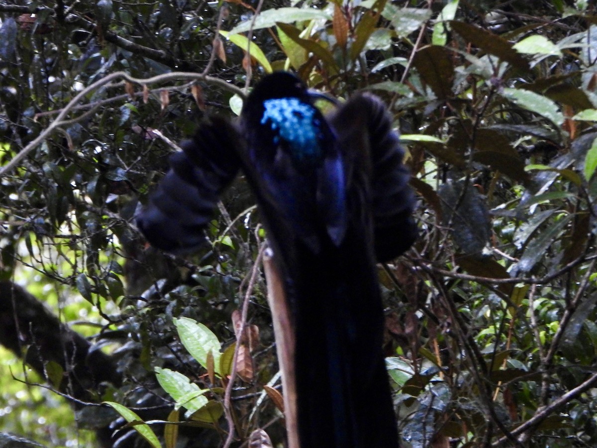 Black Sicklebill - ML645573928