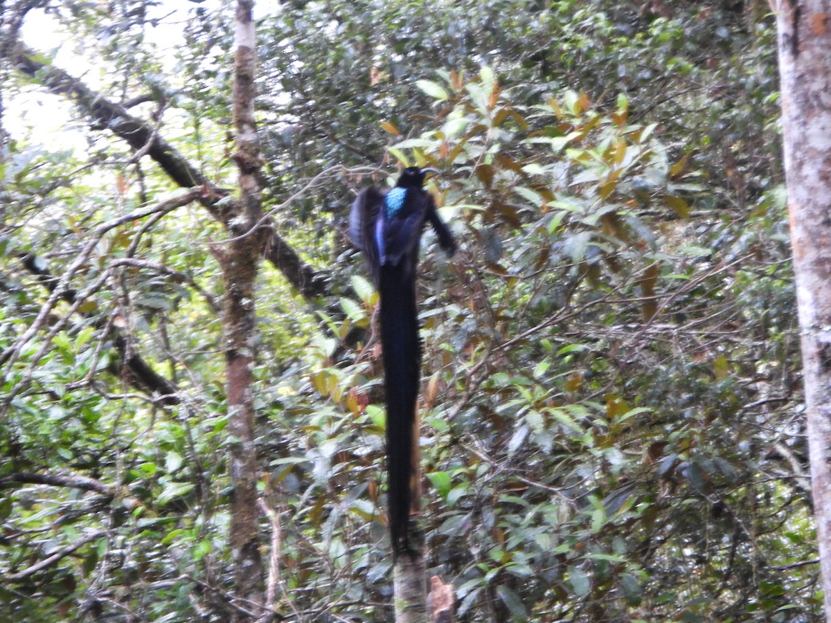 Black Sicklebill - ML645573932