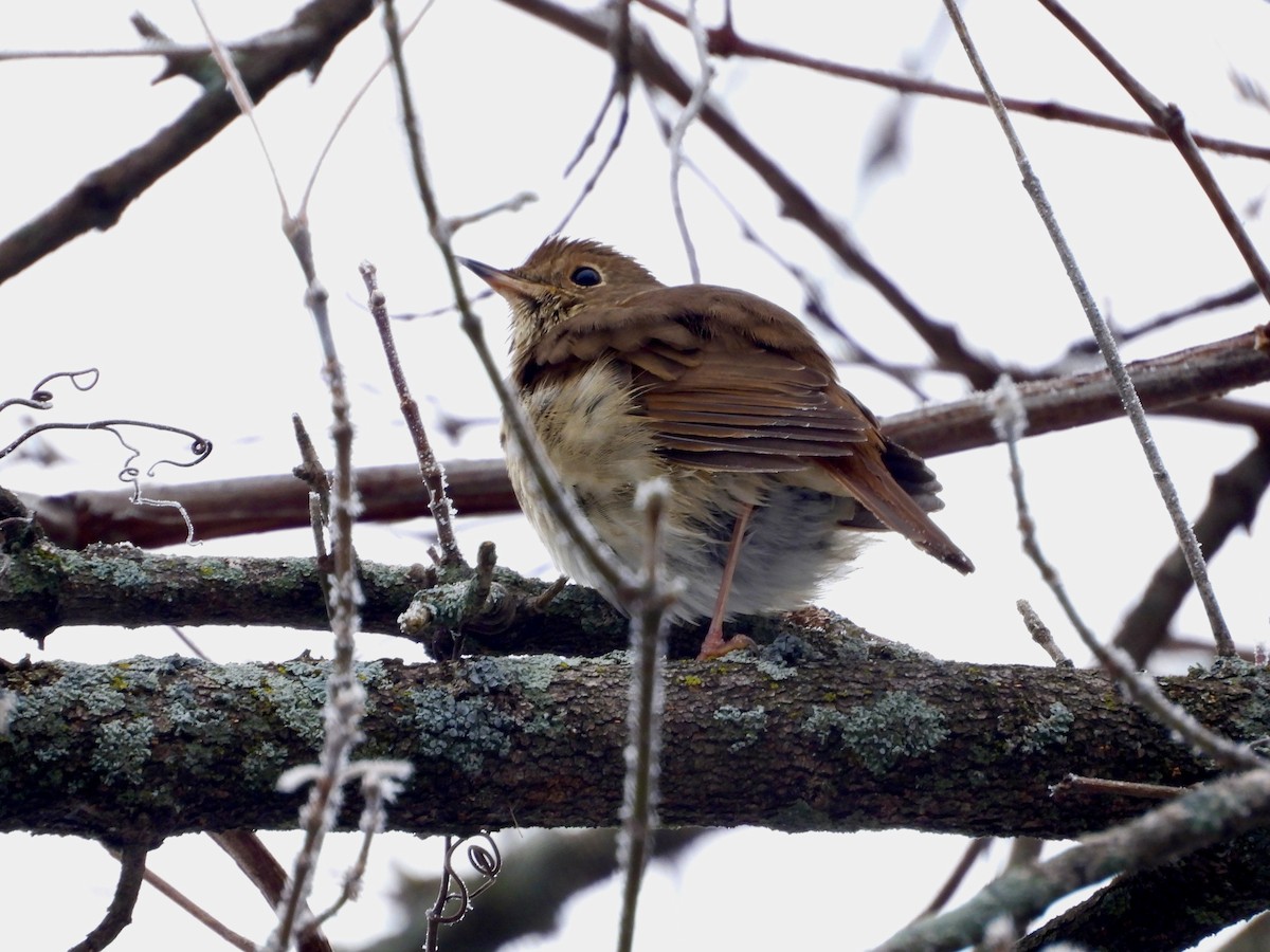 Hermit Thrush - ML645573948