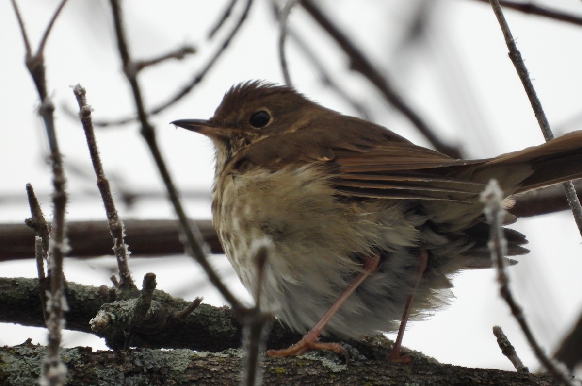 Hermit Thrush - ML645573949