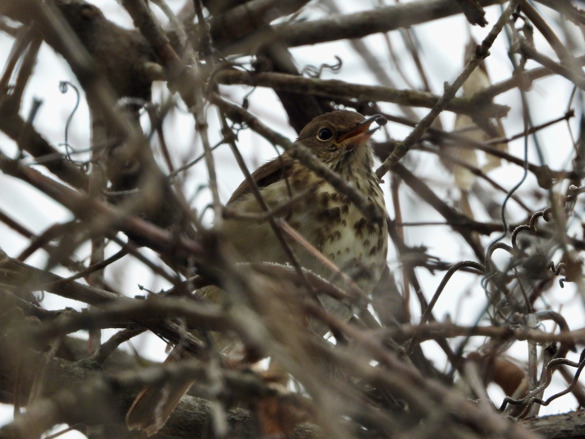 Hermit Thrush - ML645573950