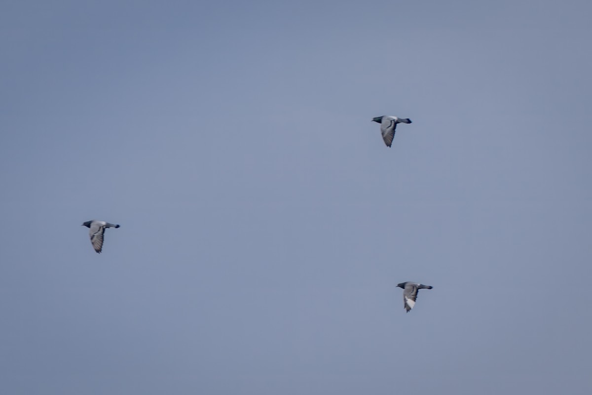 Haitz-usoa (etxekoa) - ML645573951