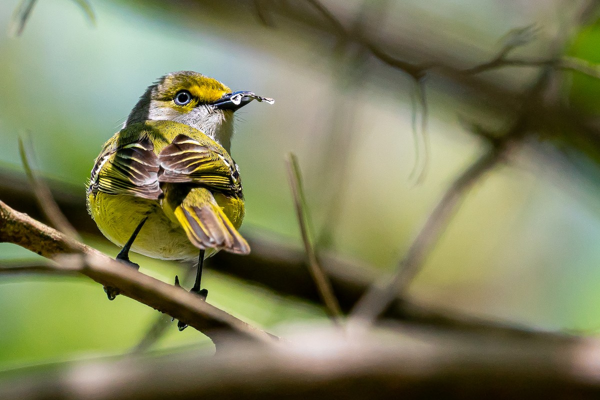 White-eyed Vireo - ML645573966