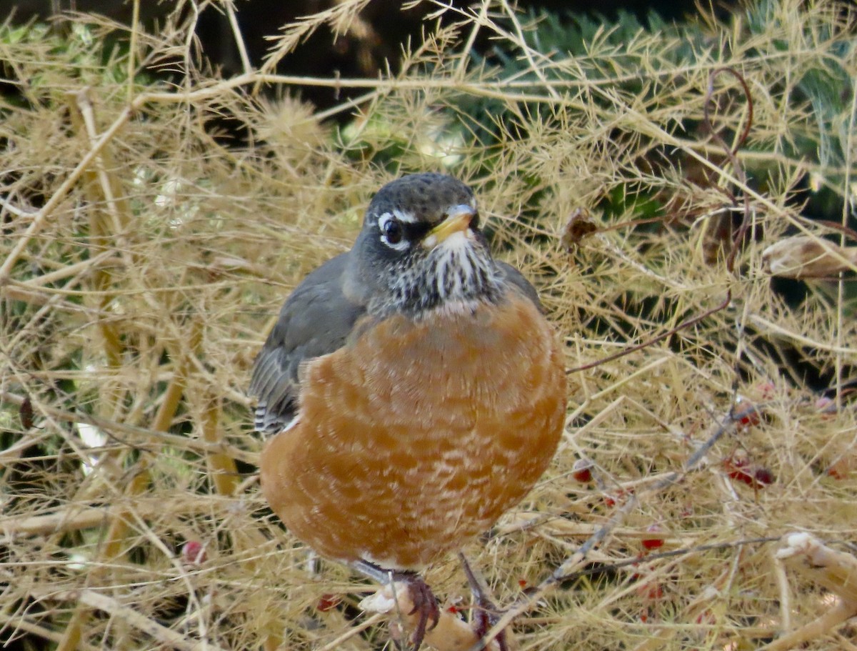 vandretrost - ML645573968