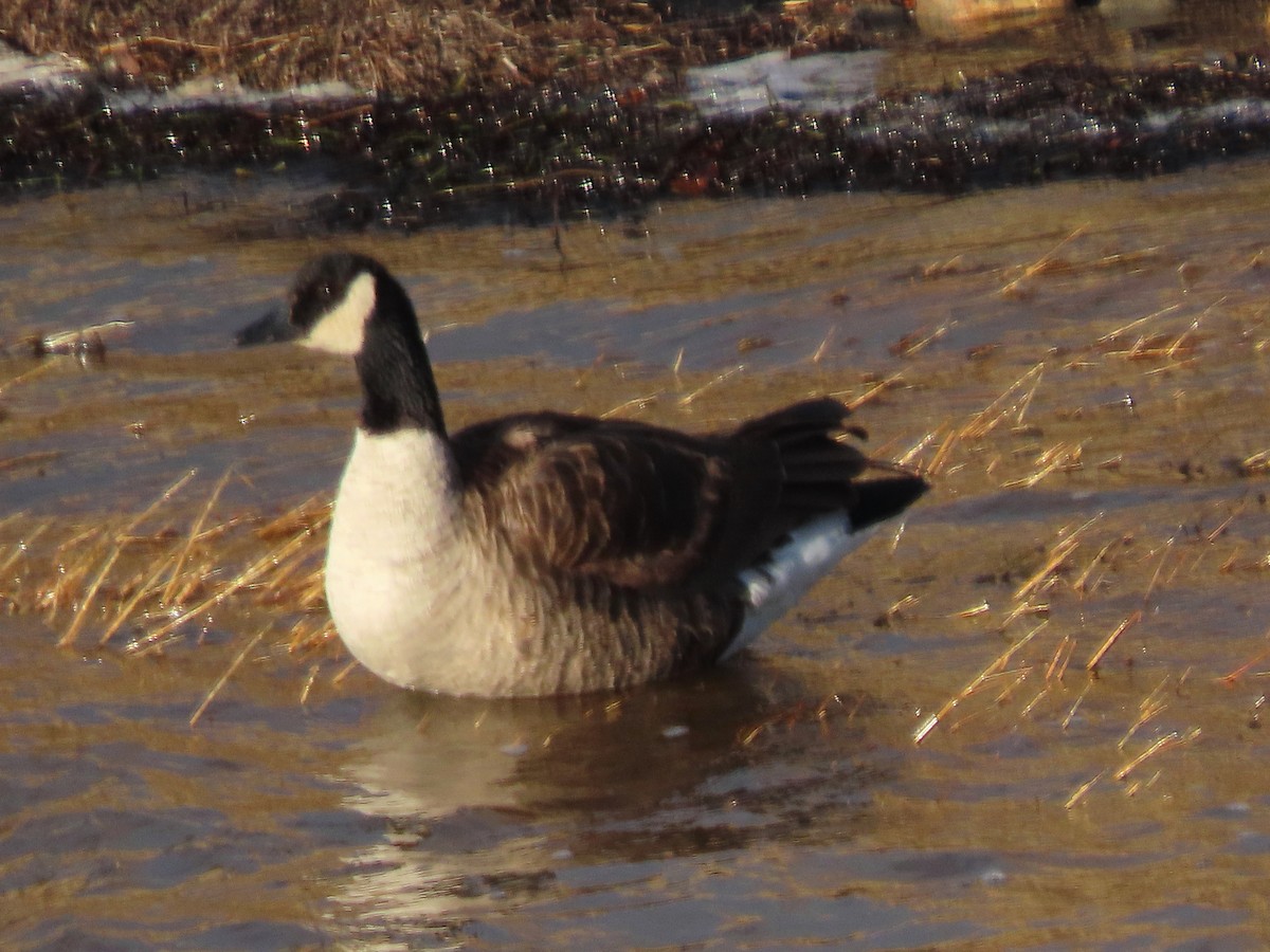 Canada Goose - ML645573970