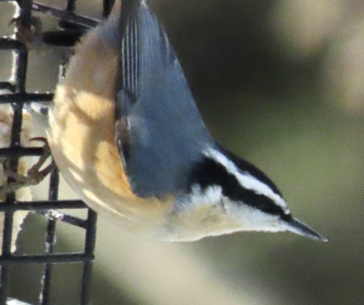 rustspettmeis - ML645573985