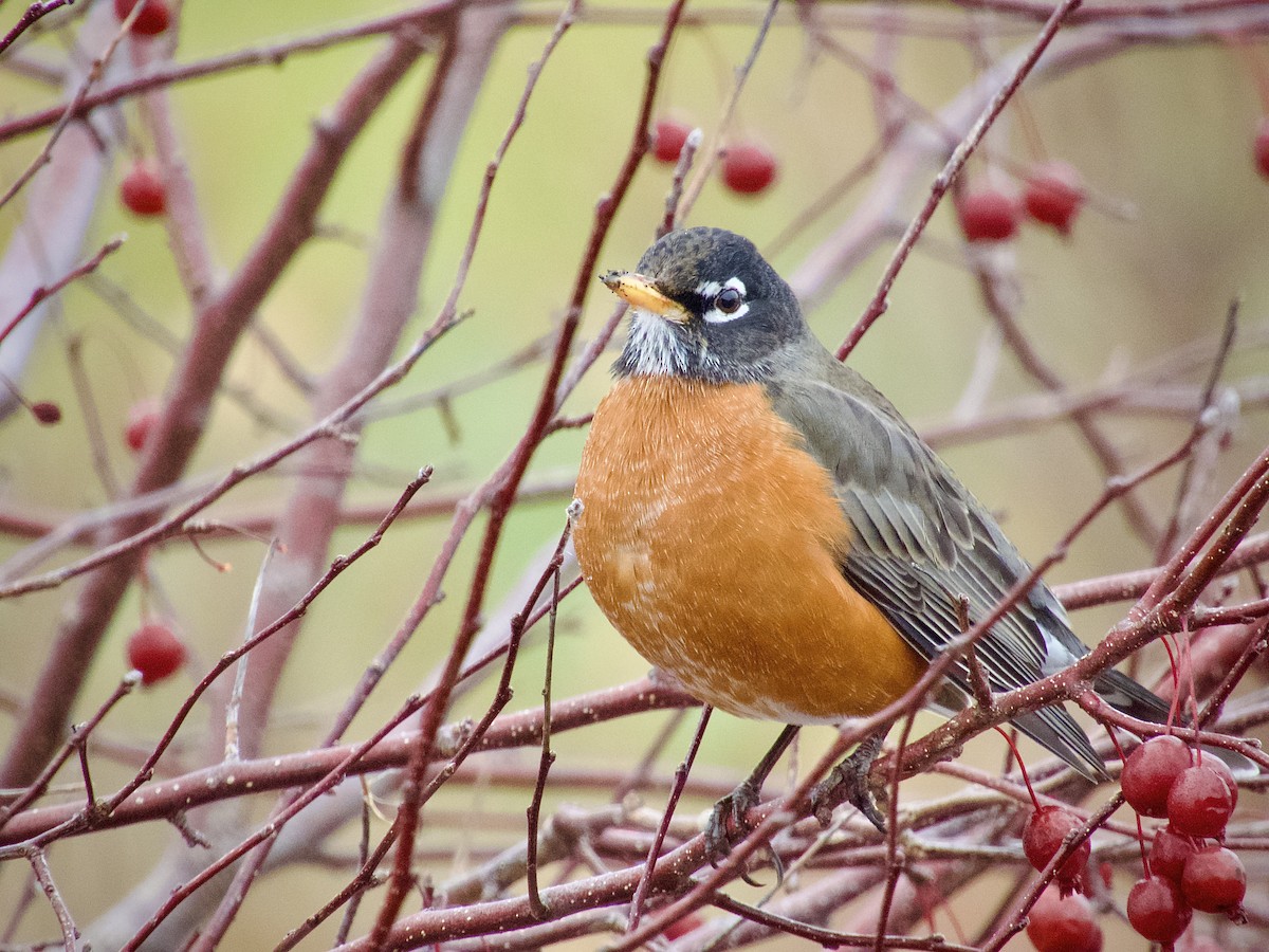 Merle d'Amérique - ML645574014