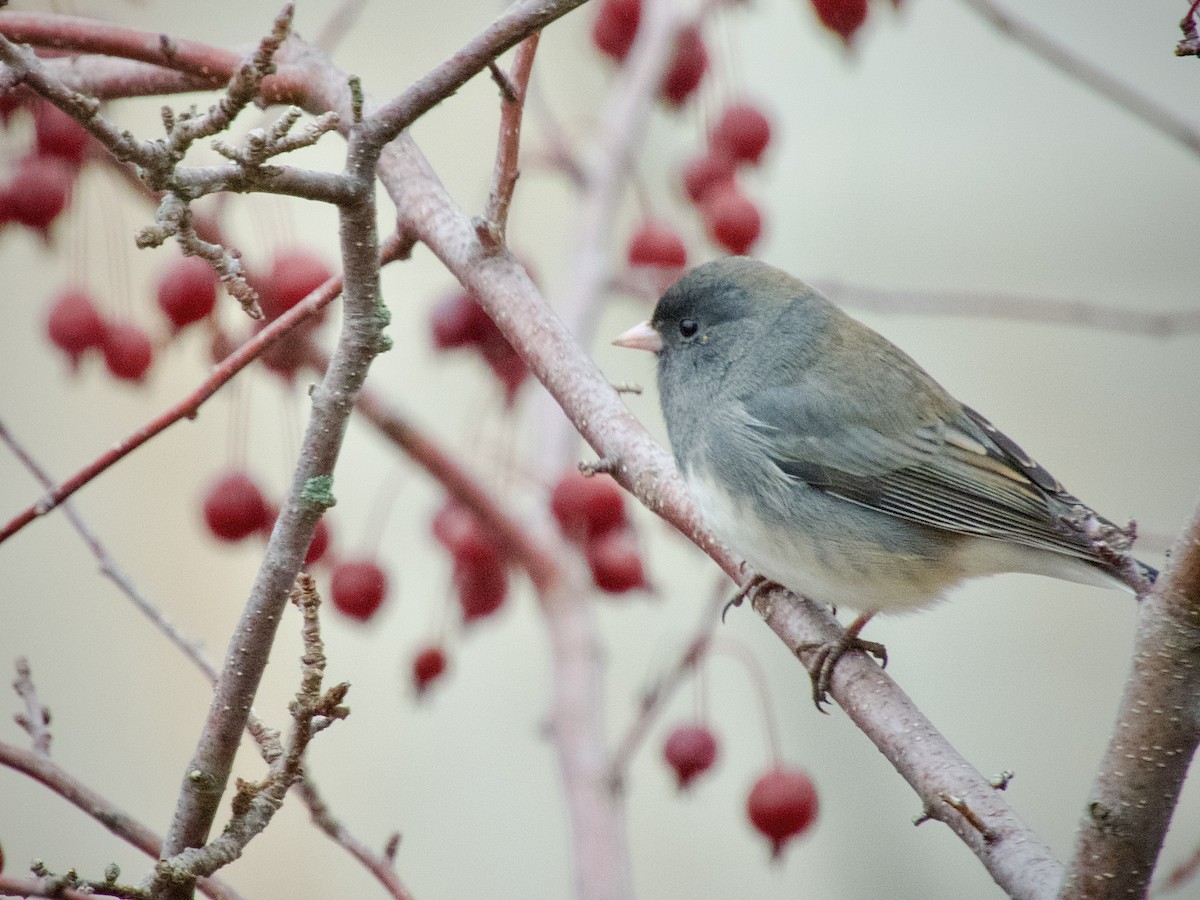 Junco ardoisé - ML645574015