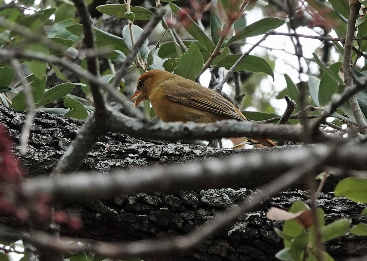 piranga ohnivá - ML645574017