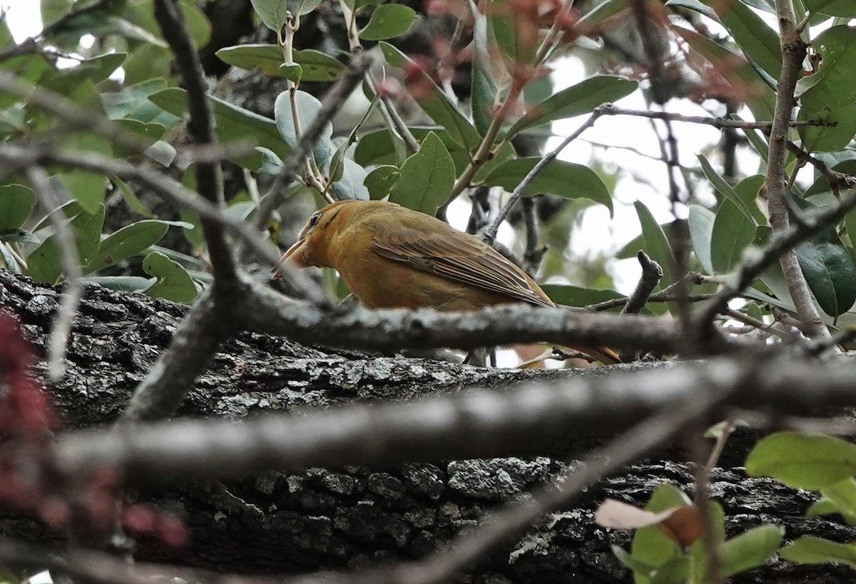 piranga ohnivá - ML645574018