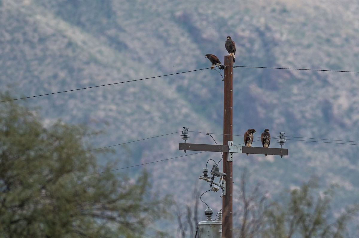 Harris's Hawk - ML645574019