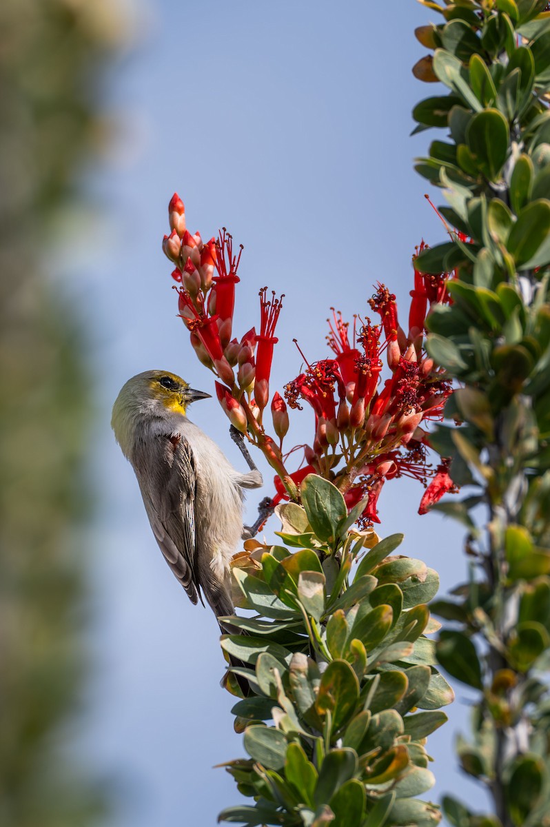 Verdin - ML645574023