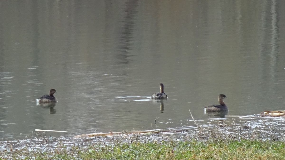 Pied-billed Grebe - ML645574024